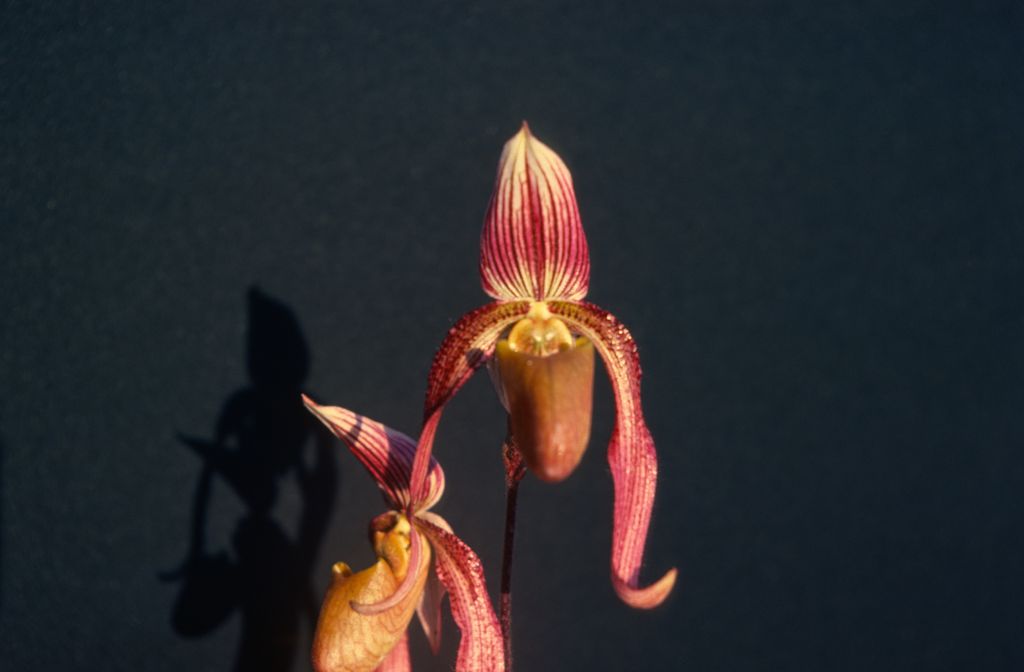 Paphiopedilum Clinkaberryanum, August 1977, roll 197708H7black slide 9