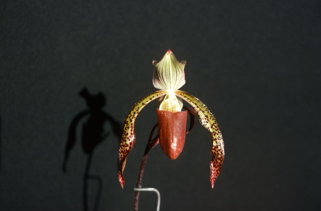 Paphiopedilum Constance, August 1977, roll 197708H7red slide 18