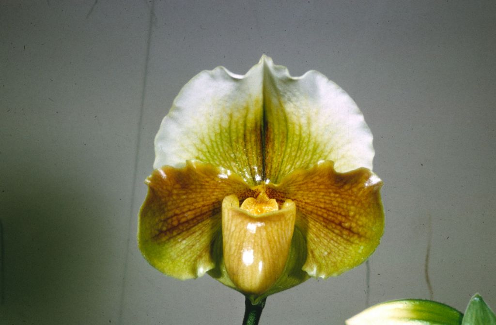 Paphiopedilum Colin Gleason, Program 2 slide 19, July 1966, roll 196607H8