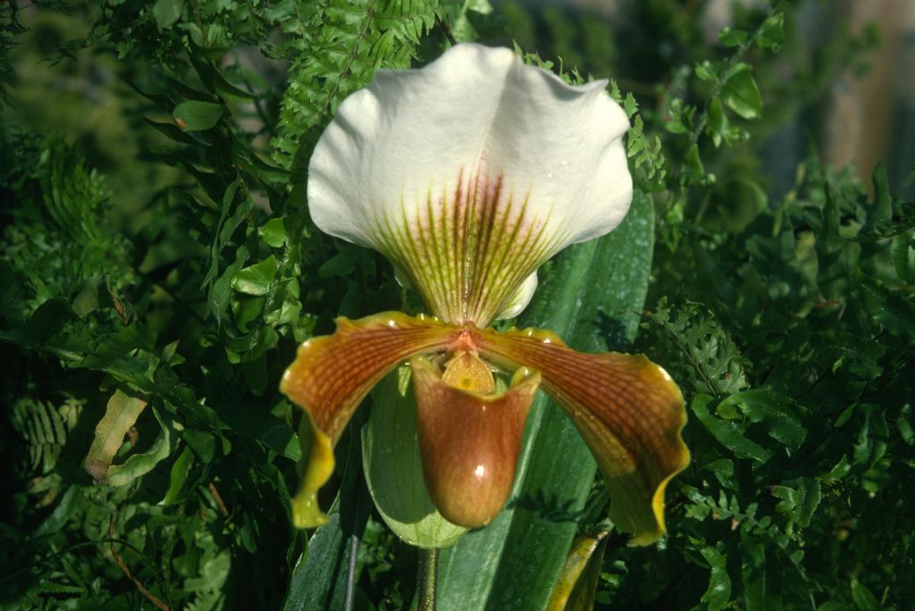 Paphiopedilum Chardmoore 'Mrs. Cowburn', Program 2 slide 20, December 1974, roll 197412H12 slide 20