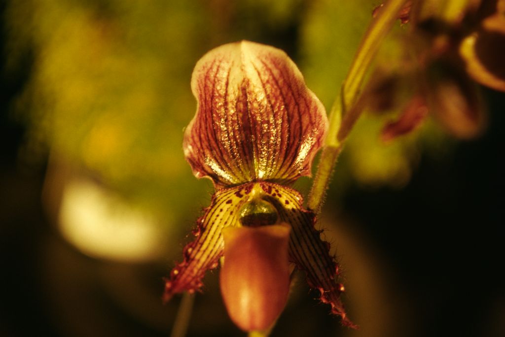Paphiopedilum Connie 'Carimo' HCC/AOS, Program 2 slide 37, December 1973, roll 197312H7 slide 12