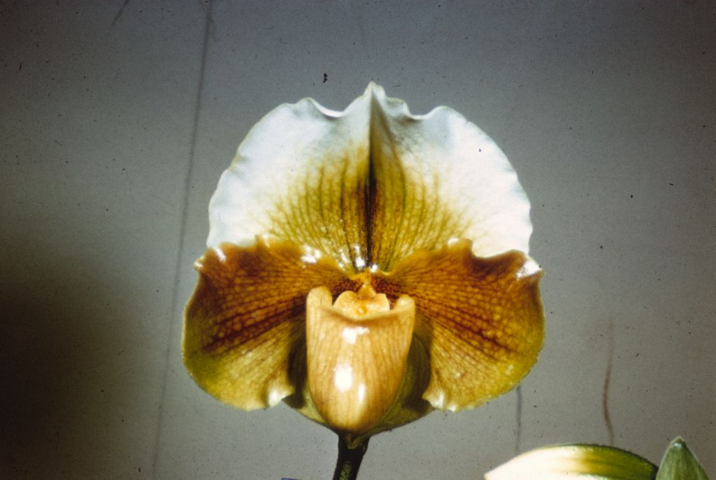 Paphiopedilum Colin Gleason, Program 8 slide 35, duplicate slide made in January 1971