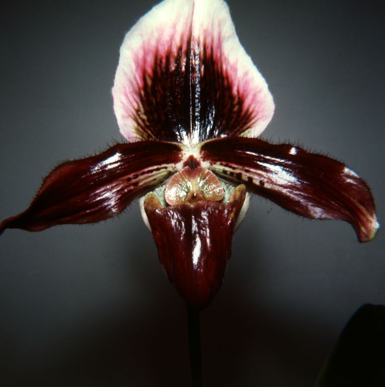 Paphiopedilum Dicksonianum, August 1965, roll 196508H slide 8, 127 Superslide