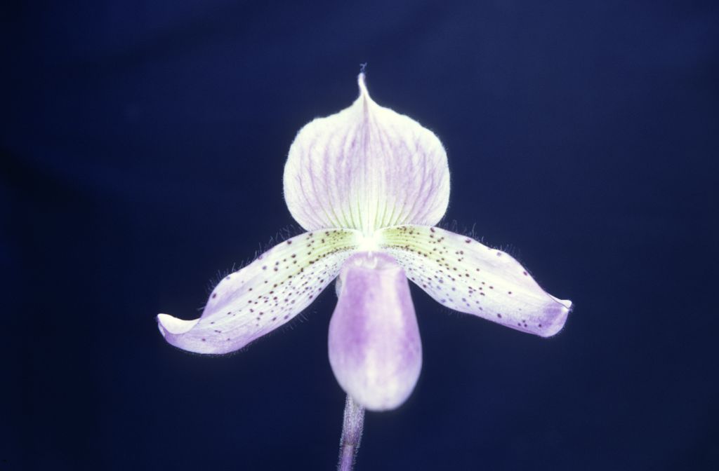 Paphiopedilum Darling 'McElderry', February 1968, roll 196802H7 slide 12