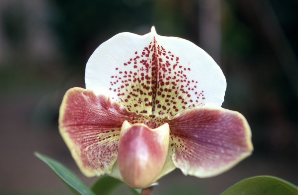 Paphiopedilum Darwin, January 1970, roll 197001H6 slide 18