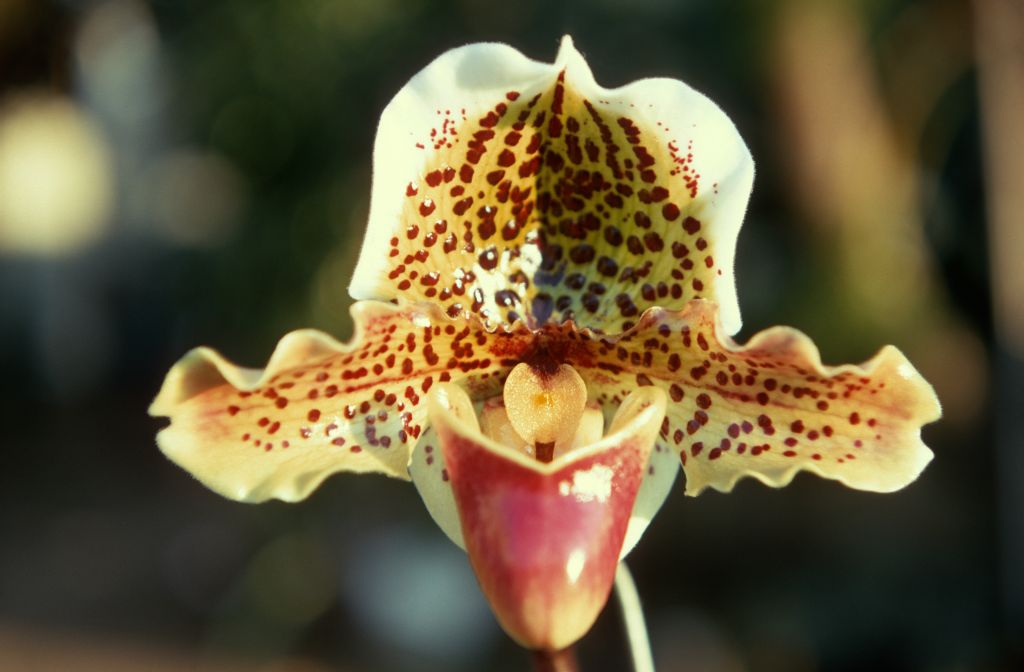 Paphiopedilum Defoe, February 1970, roll 197002H5red slide 12
