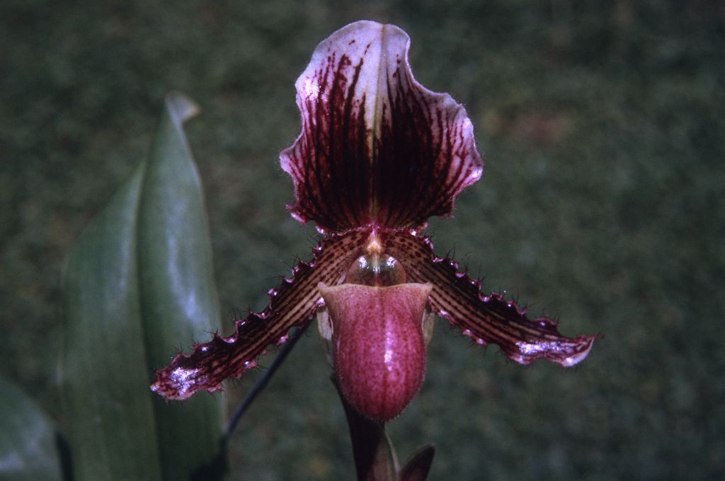 Paphiopedilum Diane, June 1972, roll 197206H3 slide 17