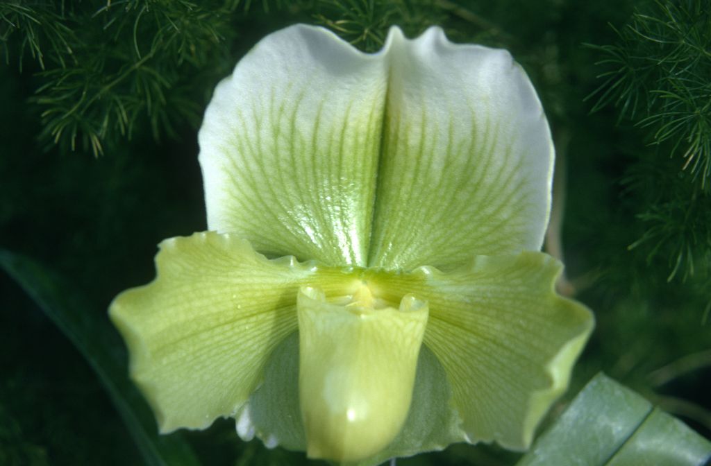 Paphiopedilum Denehurst 'Surprise', January 1973, roll 197301H7 slide 11