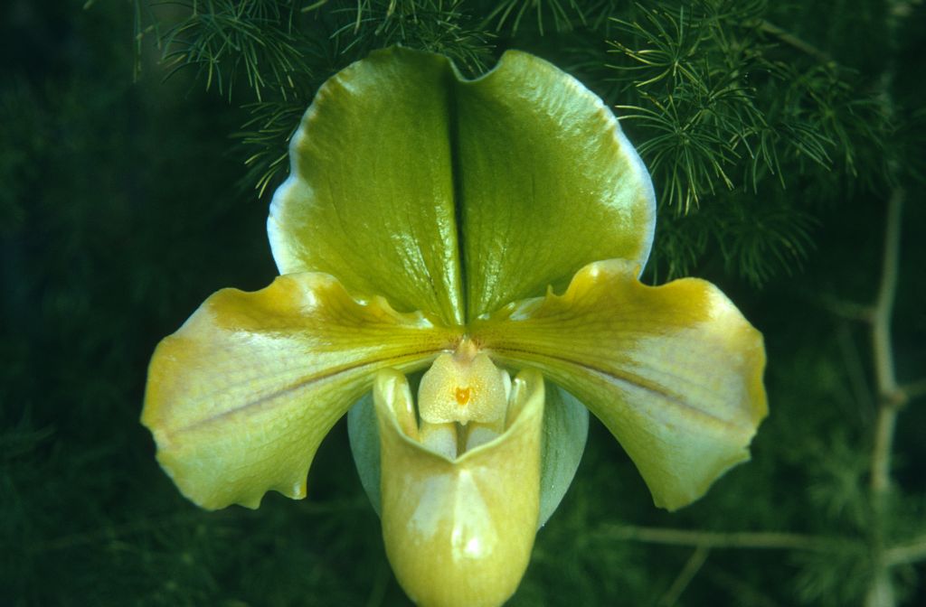 Paphiopedilum Diversion 'New Orleans' AM/AOS, January 1973, roll 197301H7 slide 12