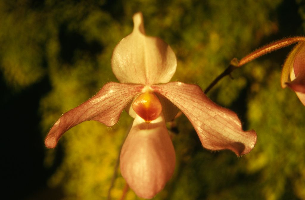 Paphiopedilum Delophyllum '#1', December 1973, roll 197312H7 slide 11
