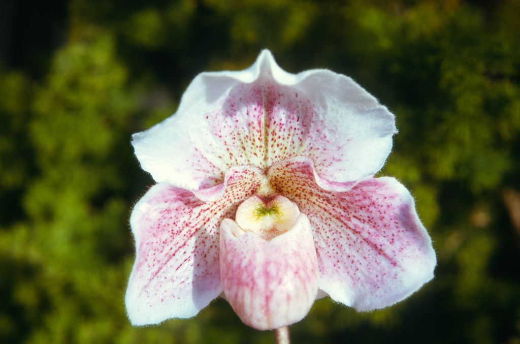 Paphiopedilum Dusky Maiden 'Exquisite' HCC/AOS, February 1974, roll 197402H11 slide 11