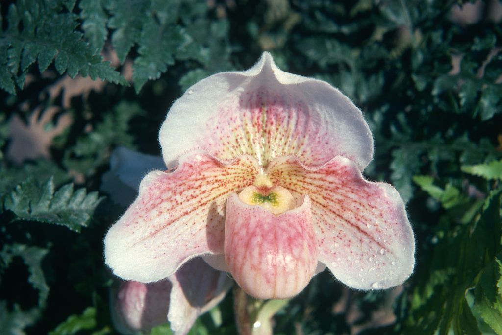 Paphiopedilum Dusky Maiden 'Charmer', February 1975, roll 197502H12 slide 8