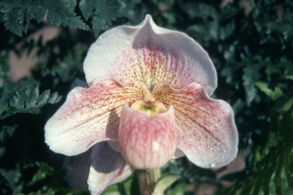 Paphiopedilum Dusky Maiden 'Charmer', February 1975, roll 197502H12 slide 9