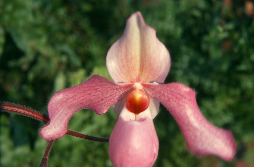 Paphiopedilum Delophyllum 'Carimo', March 1975, roll 197503H12 slide 18