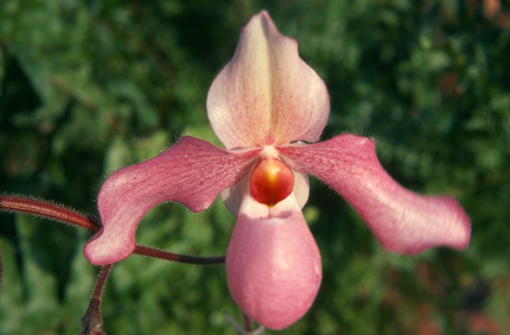 Paphiopedilum Delophyllum 'Carimo', March 1975, roll 197503H12 slide 19