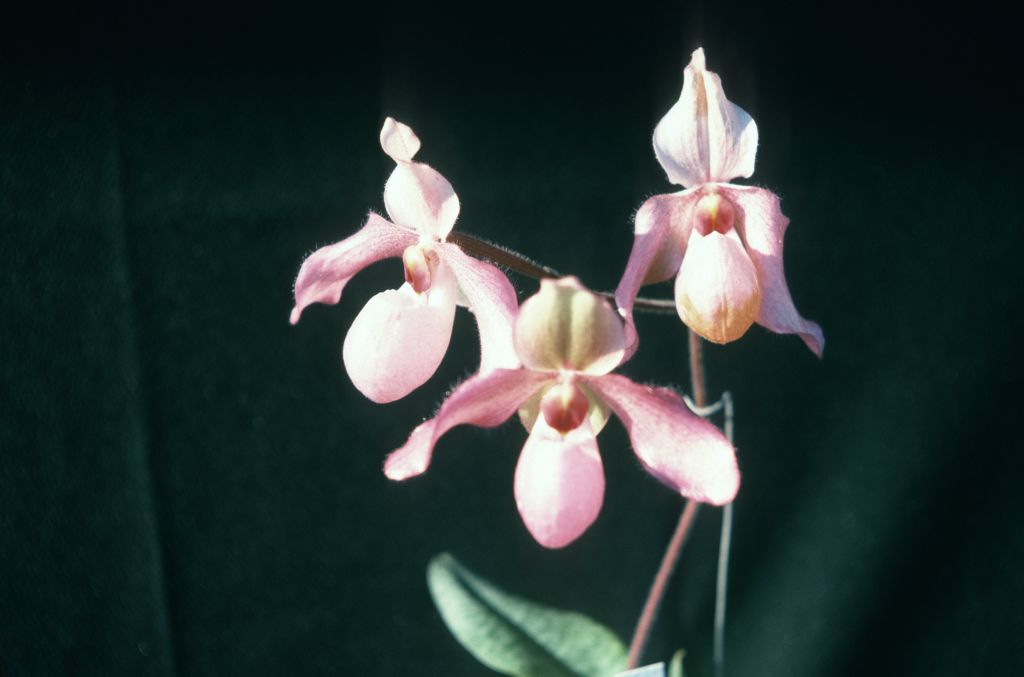 Paphiopedilum Delophyllum 'Carimo', April 1975, roll 197504H7 slide 8