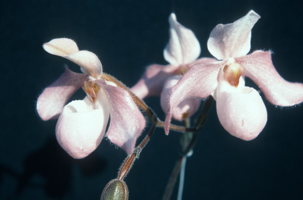 Paphiopedilum Delophyllum, June 1975, roll 197506H7 slide 3