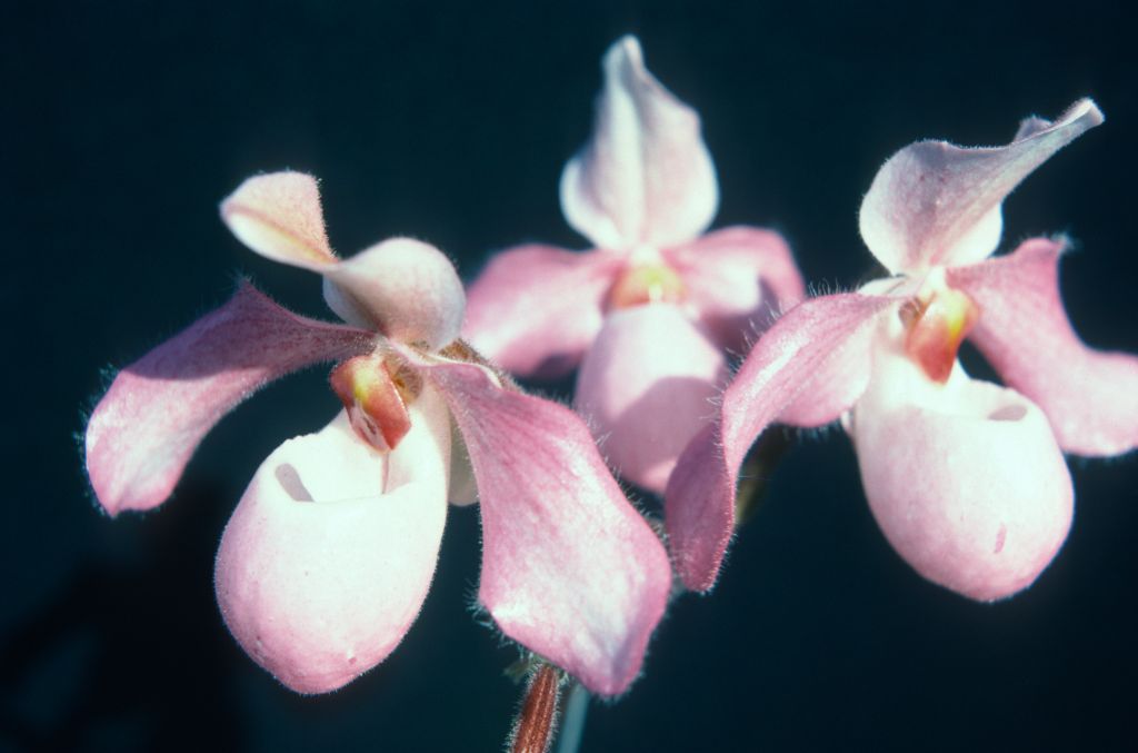 Paphiopedilum Delophyllum, June 1975, roll 197506H7 slide 4