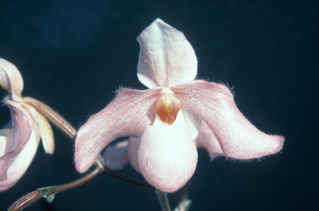 Paphiopedilum Delophyllum, June 1975, roll 197506H7 slide 5