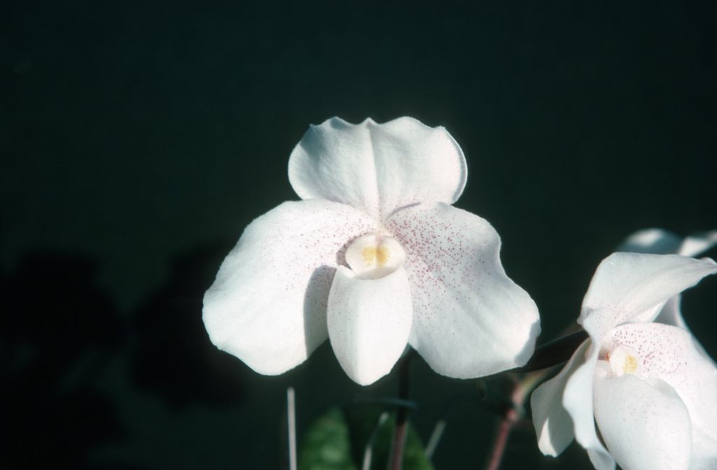 Paphiopedilum Doctor Jack, October 1975, roll 197510H6 slide 19