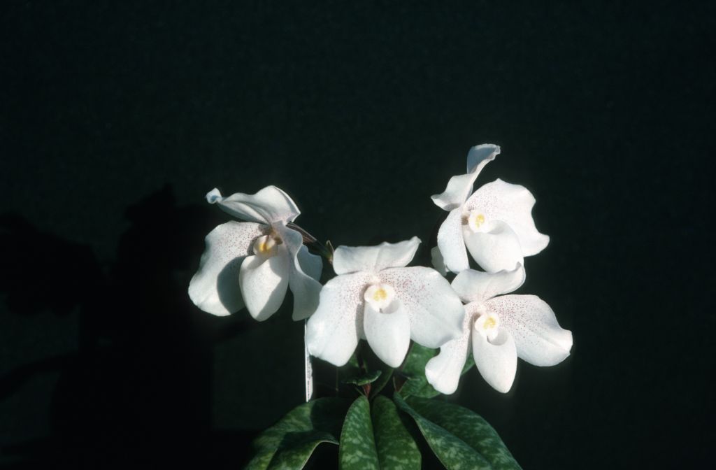 Paphiopedilum Doctor Jack, October 1975, roll 197510H6 slide 20