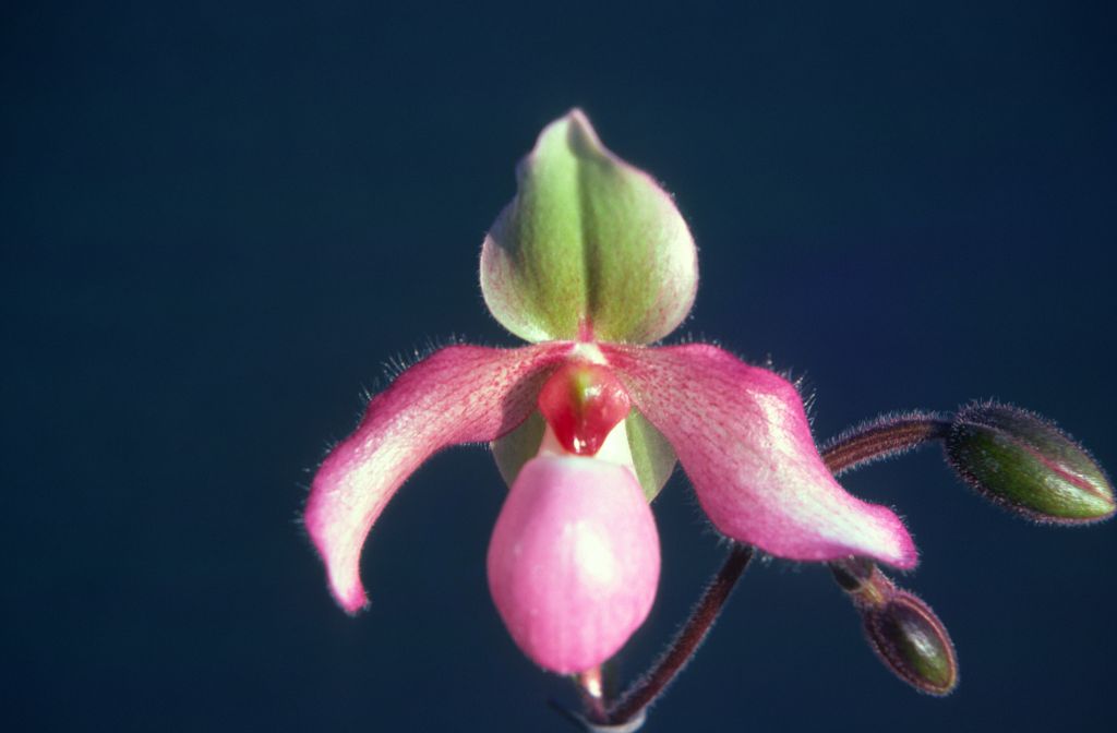 Paphiopedilum Delophyllum 'Regal', March 1976, roll 197603H9 slide 19