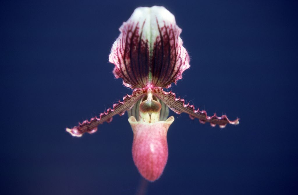 Paphiopedilum Diane, March 1976, roll 197603H9 slide 6