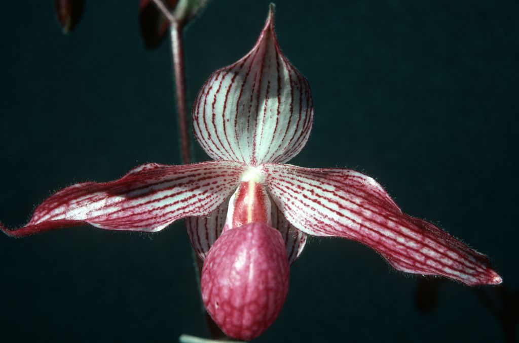 Paphiopedilum Delrosi 'Carimo' (should be 'Carimo Valentine') AM/AOS, April 1977, roll 197704H5 slide 5