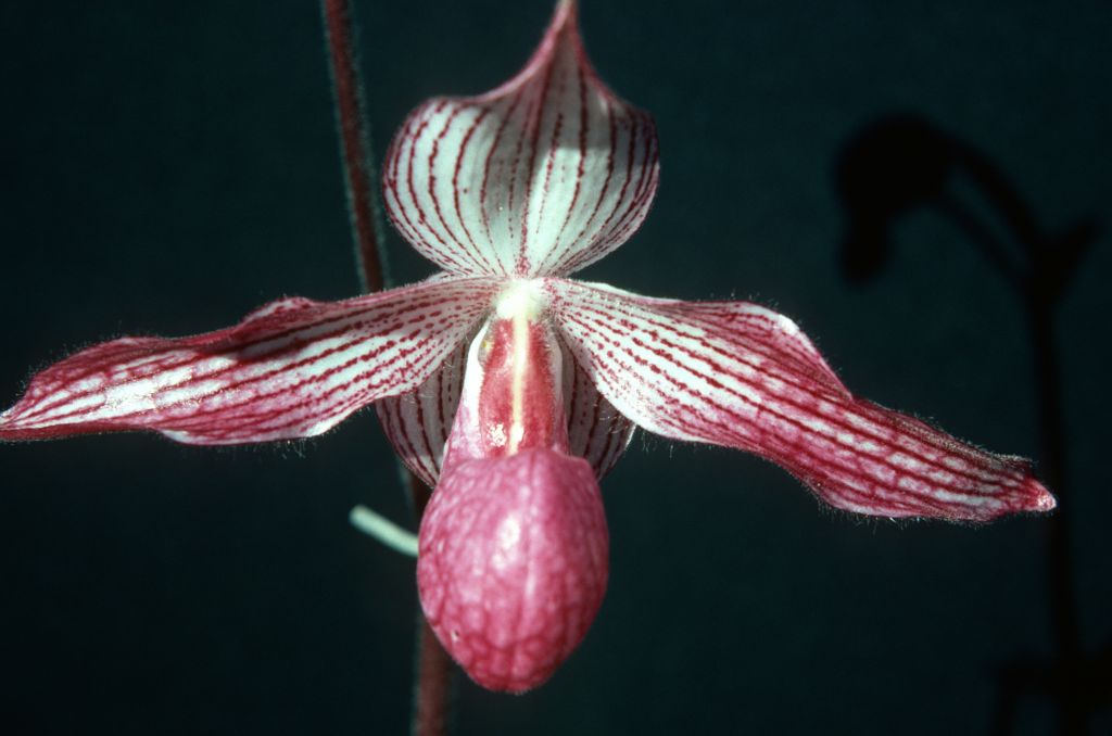 Paphiopedilum Delrosi 'Carimo' (should be 'Carimo Valentine') AM/AOS, April 1977, roll 197704H5 slide 6
