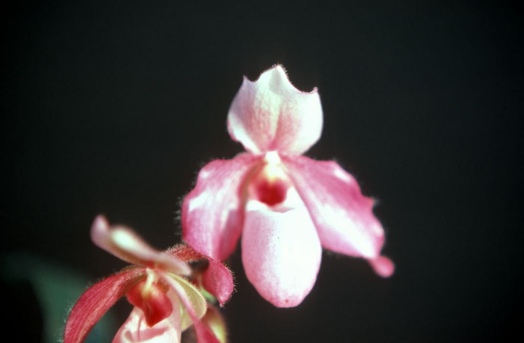 Paphiopedilum Delophyllum 'Most Pink', October 1977, roll 197710H6 slide 10
