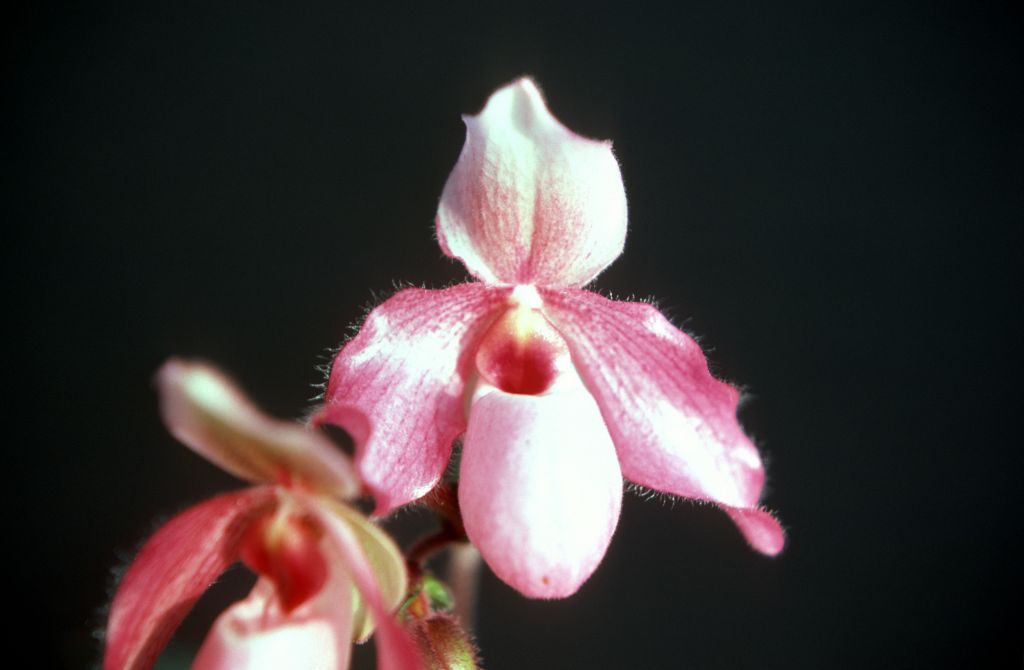Paphiopedilum Delophyllum 'Most Pink', October 1977, roll 197710H6 slide 11