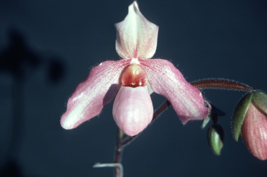 Paphiopedilum Delophyllum 'Purely Pink', December 1978, roll 197812H5 slide 1