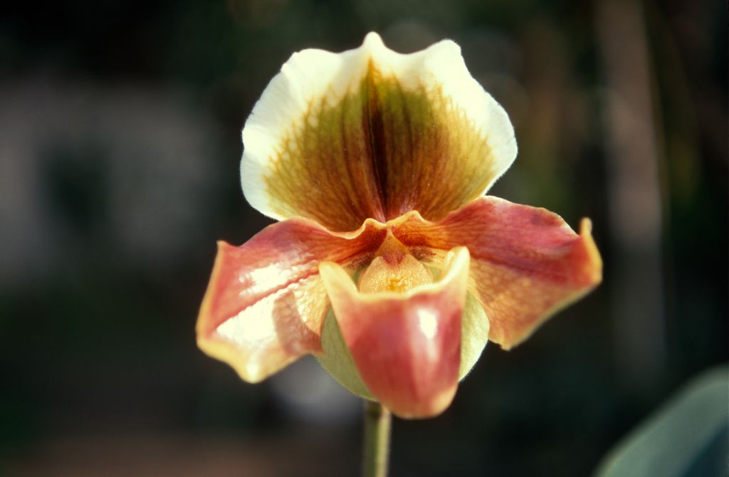 Paphiopedilum Edward Marshall Boehm '#1', January 1970, roll 197001H6 slide 1