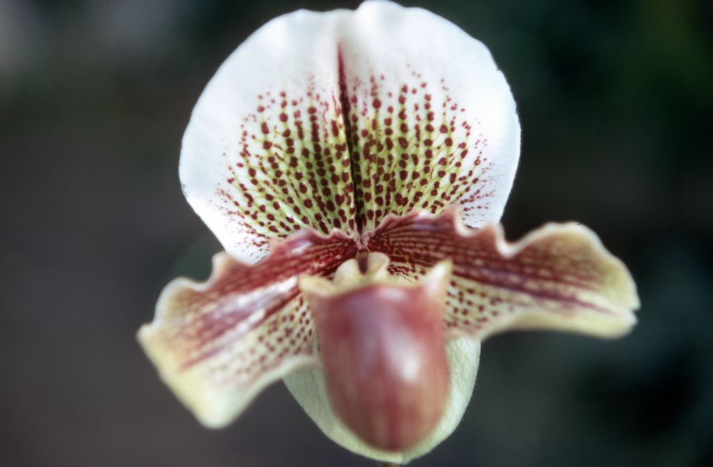 Paphiopedilum Elf 'Armacost & Royston', February 1970, roll 197002H5red slide 3