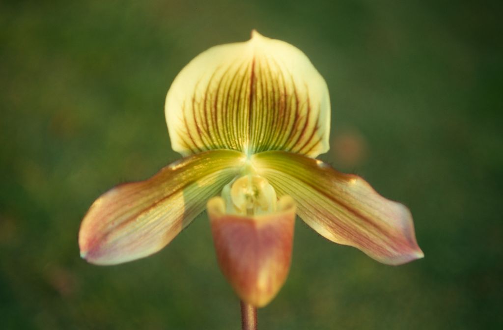 Paphiopedilum Ernest Read, February 1971, roll 197102H7 slide 19