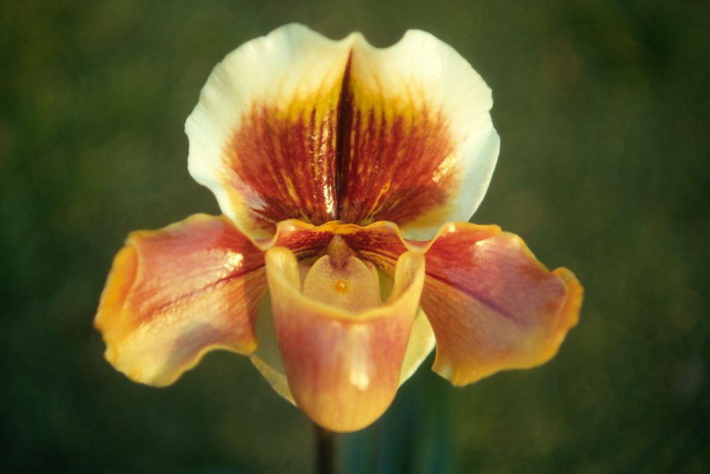 Paphiopedilum Edward Marshall Boehm 'Carimo' HCC/AOS, February 1971, roll 197102H7 slide 7