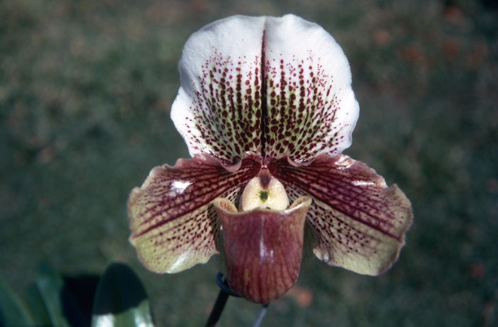 Paphiopedilum Elf, March 1971, roll 197103H7 slide 20