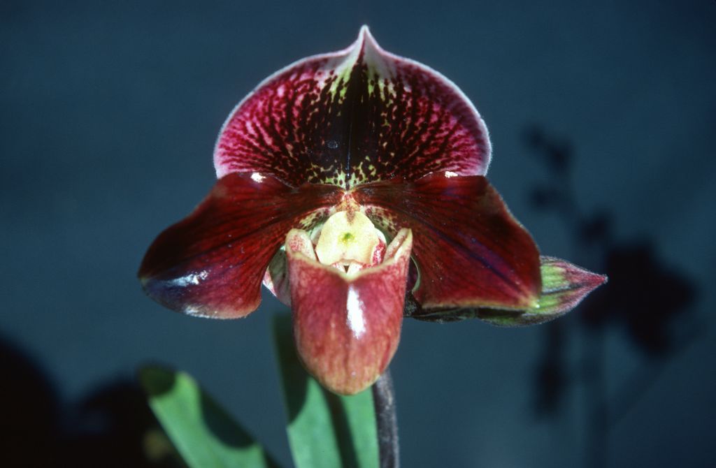 Paphiopedilum Explorama 'Radiance' (should be 'Radiant') HCC/AOS, December 1977, roll 197712H6 slide 13