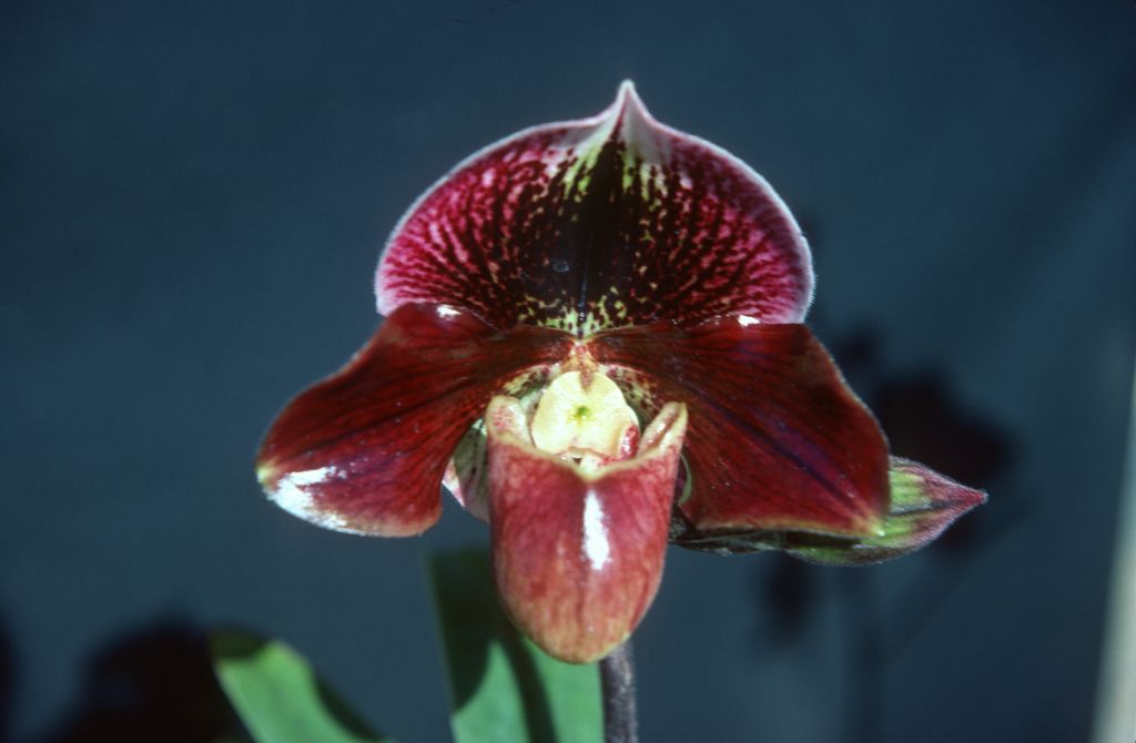 Paphiopedilum Explorama 'Radiance' (should be 'Radiant') HCC/AOS, December 1977, roll 197712H6 slide 14