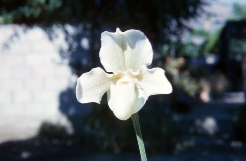 Paphiopedilum F. C. Puddle FCC/RHS (the awarded cultivar was 'Bodnant', exhibited by H. D. McLaren on September 27, 1933), October 1963, roll 196310H slide 14