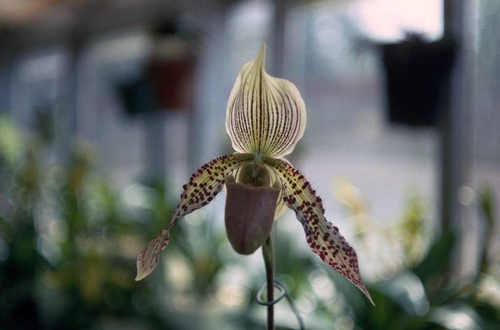 Paphiopedilum Frau Ida Brandt, September 1967, roll 196709H7 slide 12
