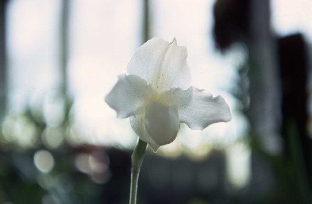 Paphiopedilum F. C. Puddle 'Superbum', September 1967, roll 196709H7 slide 3