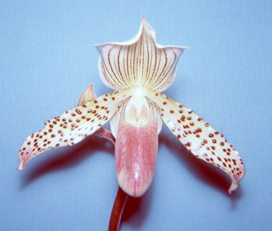 Paphiopedilum Franconia, September 1967, roll 196709H slide 12, 127 Superslide