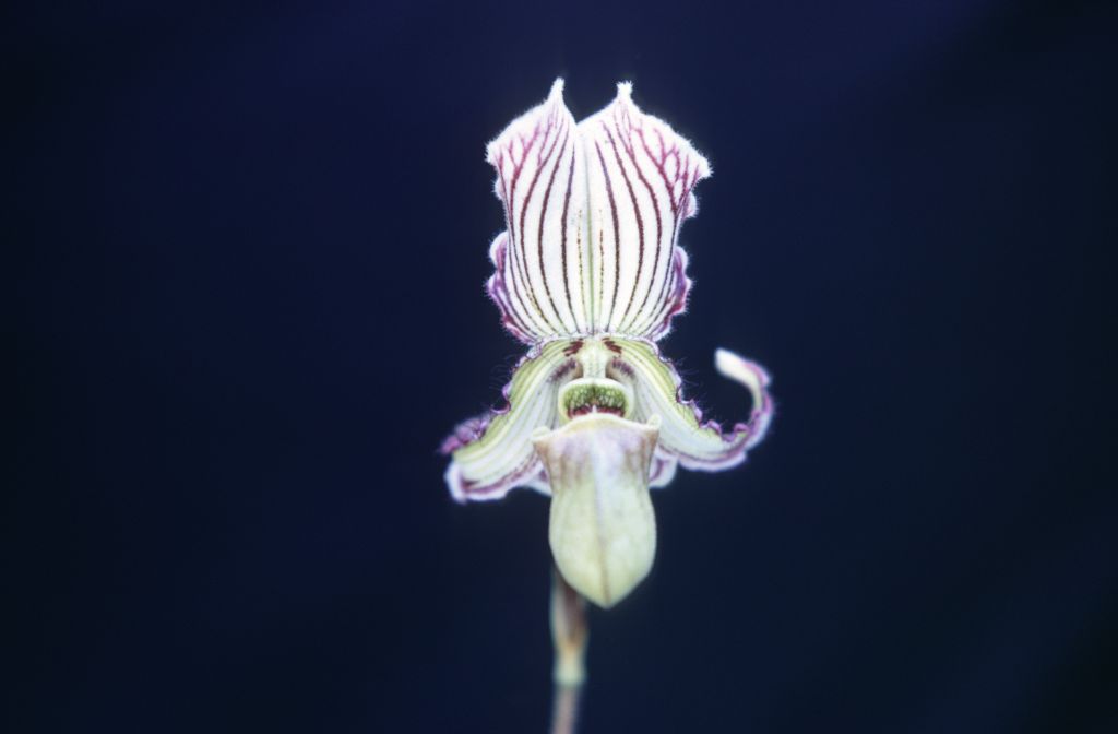 Paphiopedilum fairrieanum, February 1968, roll 196802H7 slide 7.  Species described in 1892.