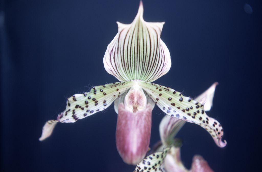 Paphiopedilum Franconia 'Keyes' AM/AOS, December 1969, roll 196912H6 slide 1