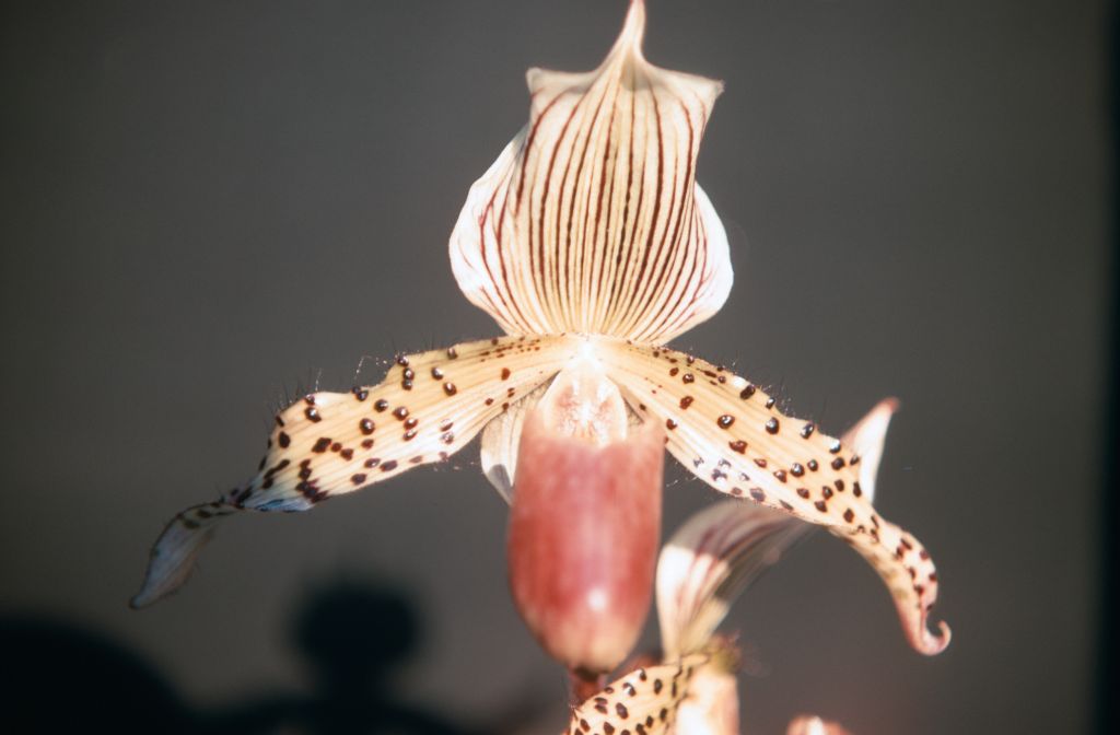 Paphiopedilum Franconia 'Keyes' AM/AOS, December 1969, roll 196912H6 slide 2