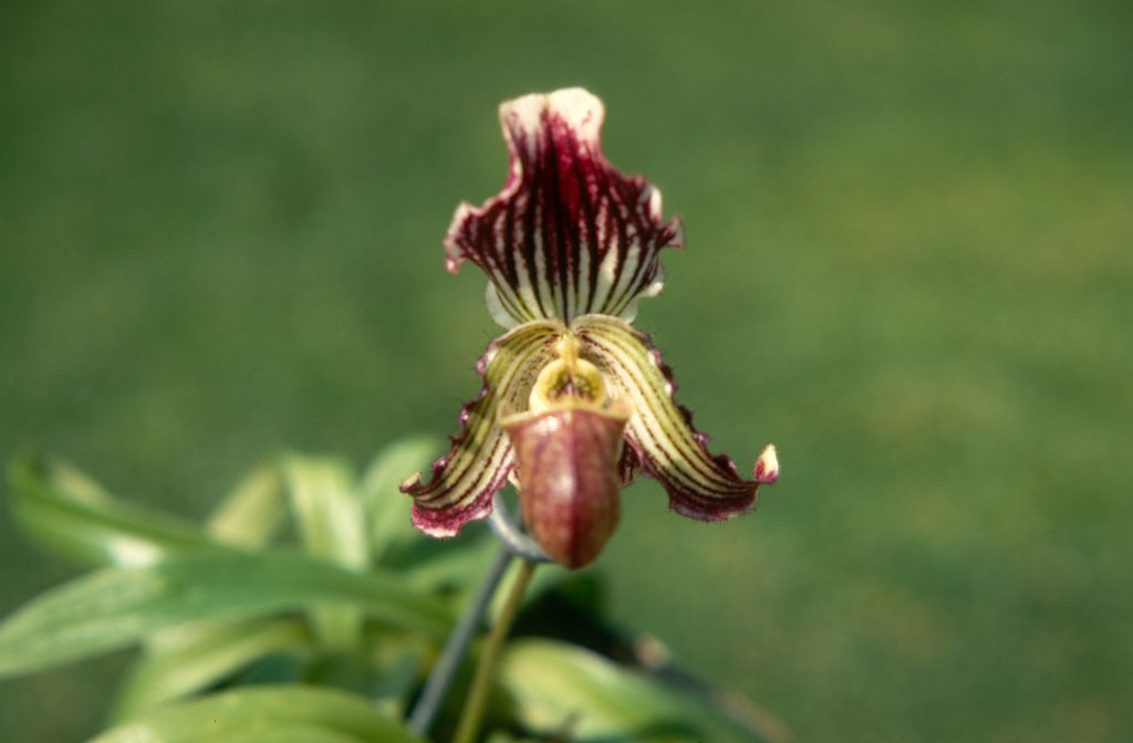 Paphiopedilum fairrieanum 'Select', May 1970, roll 197005H4 slide 7.  Species described in 1892.