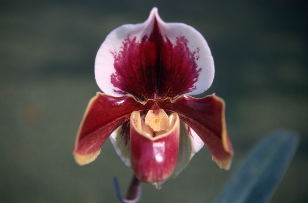 Paphiopedilum Firebrand 'Dauntless', December 1970, roll 197012H6 slide 17