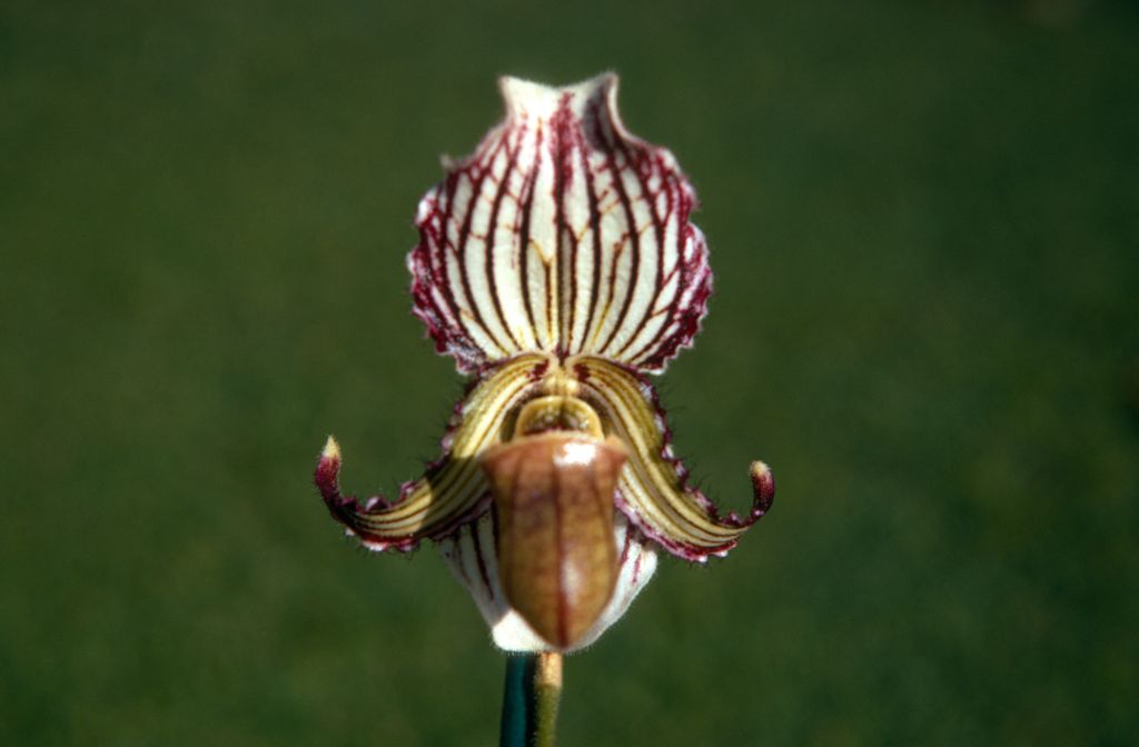 Paphiopedilum fairrieanum 'Rajah's Ruby', December 1970, roll 197012H7 slide 4.  Species described in 1892.