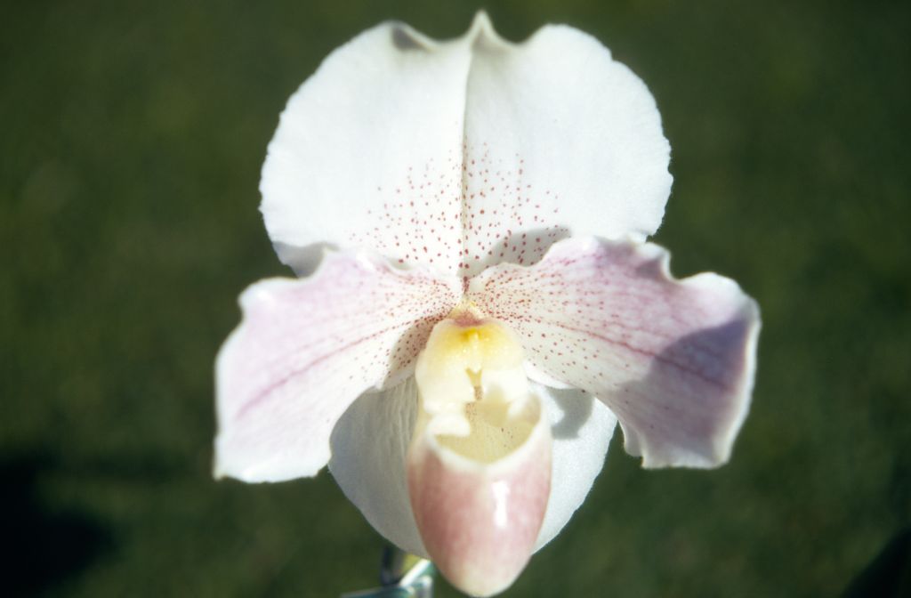 Paphiopedilum Freckles 'Angel Wings', December 1970, roll 197012H7 slide 5